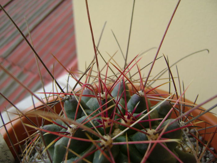 Hamatocactus hamatacanthus; 11 ani
 Hamatocactus hamatacanthus; 11 ani