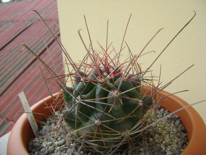 Hamatocactus hamatacanthus; 11 ani
 Hamatocactus hamatacanthus; 11 ani