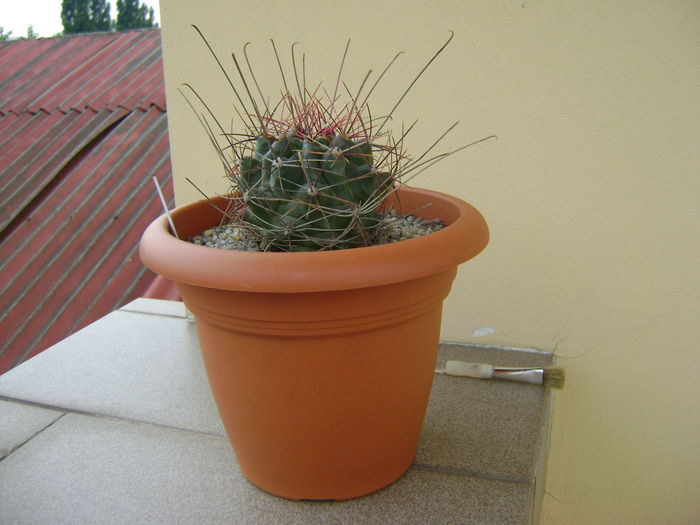 Hamatocactus hamatacanthus; 11 ani
 Hamatocactus hamatacanthus; 11 ani