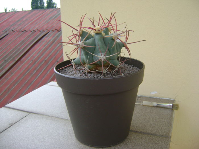 Ferocactus emoryi; 10 ani
 Ferocactus emoryi; 10 ani