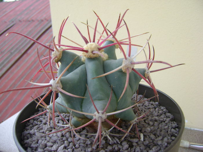 Ferocactus emoryi; 10 ani
