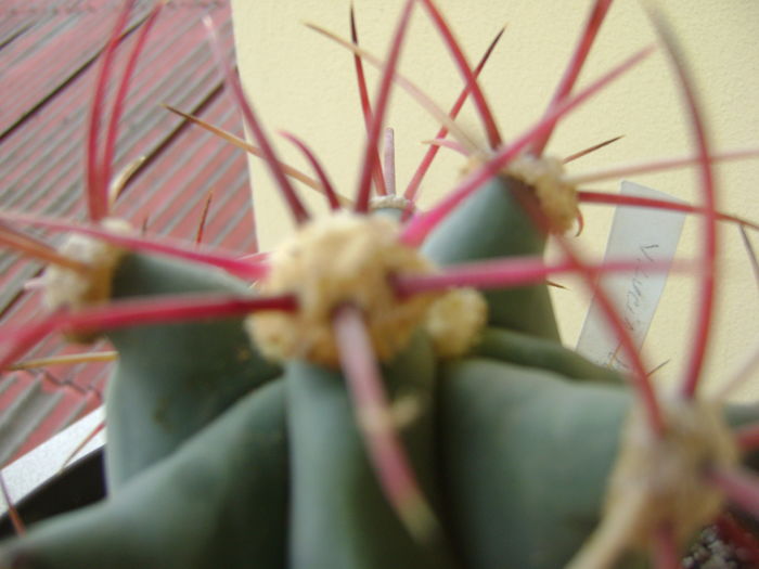Ferocactus emoryi, detaliu; 10 ani
 Ferocactus emoryi, detaliu; 10 ani