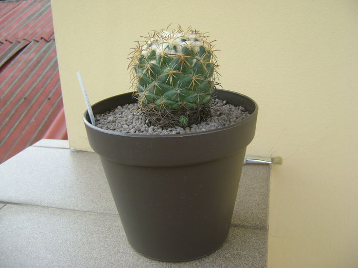 Coryphantha elephantidens v. sulcolanata; 12 ani
