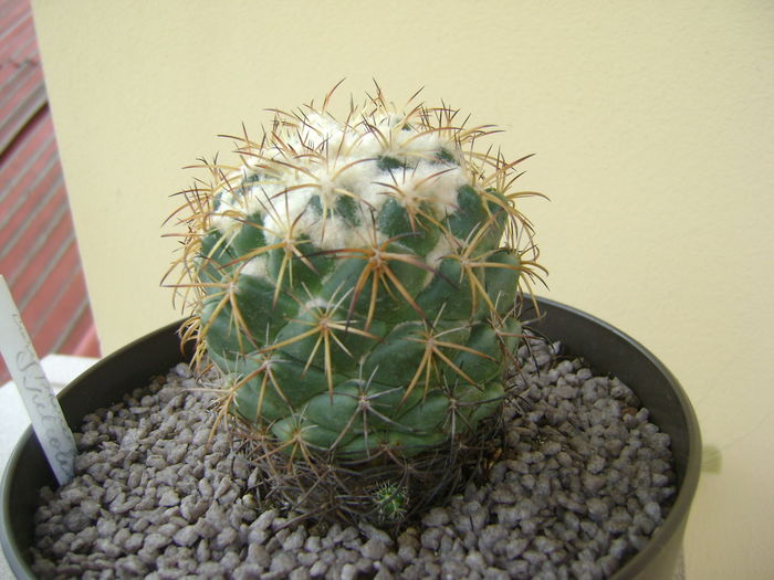 Coryphantha elephantidens v. sulcolanata; 12 ani
 Coryphantha elephantidens v. sulcolanata; 12 ani