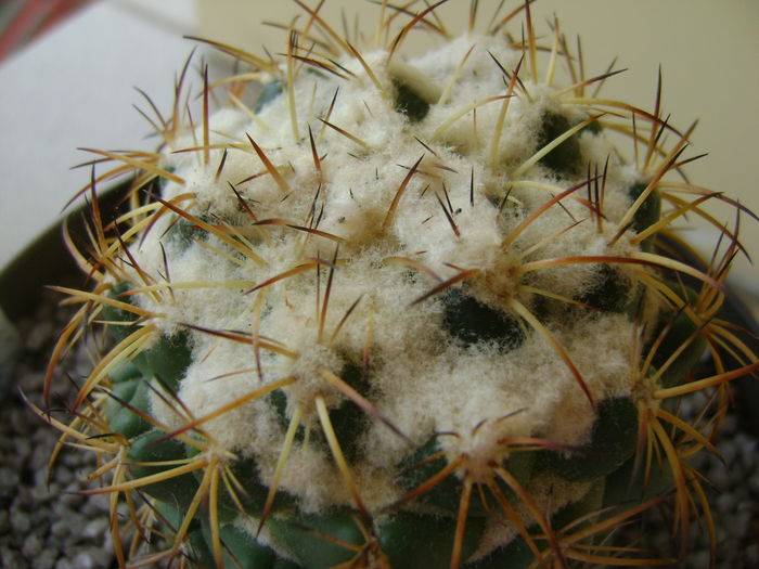 Coryphantha elephantidens v. sulcolanata; 12 ani
 Coryphantha elephantidens v. sulcolanata; 12 ani