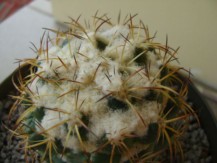 Coryphantha elephantidens v. sulcolanata; 12 ani
 Coryphantha elephantidens v. sulcolanata; 12 ani