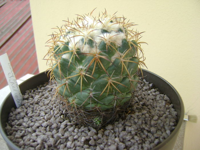 Coryphantha elephantidens v. sulcolanata; 12 ani
 Coryphantha elephantidens v. sulcolanata; 12 ani