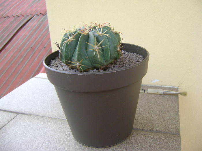Ferocactus macrodiscus; 14 ani
 Ferocactus macrodiscus; 14 ani