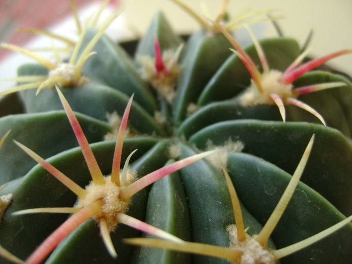 Ferocactus macrodiscus, detaliu; 14 ani
 Ferocactus macrodiscus, detaliu; 14 ani