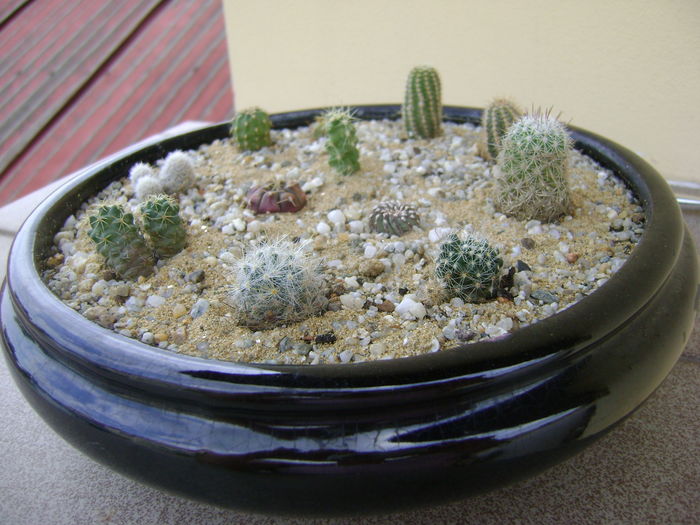 Grup de cactusi mici; Gymno. asterium v. minimum, 
Echinopsis peruviana, 
Chamaelobivia, 
Chamaecereus, 
Coryphanta, 
Echinocereus pentalophus, 
Mamm. oteroi, 
Geohintonia mexicana, 
Escobaria leei, etc
 Grup de cactusi mici; Gymno. asterium v. minimum, 
Echinopsis peruviana, 
Chamaelobivia, 
Chamaecereus, 
Coryphanta, 
Echinocereus pentalophus, 
Mamm. oteroi, 
Geohintonia mexicana, 
Escobaria leei, etc