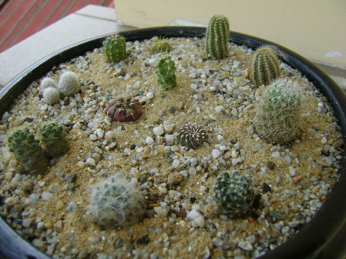 Grup de cactusi mici; Gymno. asterium v. minimum, 
Echinopsis peruviana, 
Chamaelobivia, 
Chamaecereus, 
Coryphanta, 
Echinocereus pentalophus, 
Mamm. oteroi, 
Geohintonia mexicana, 
Escobaria leei, etc
 Grup de cactusi mici; Gymno. asterium v. minimum, 
Echinopsis peruviana, 
Chamaelobivia, 
Chamaecereus, 
Coryphanta, 
Echinocereus pentalophus, 
Mamm. oteroi, 
Geohintonia mexicana, 
Escobaria leei, etc