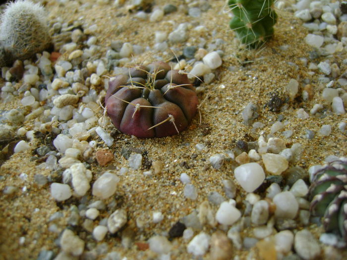 Gymnocalycium asterium v. minimum