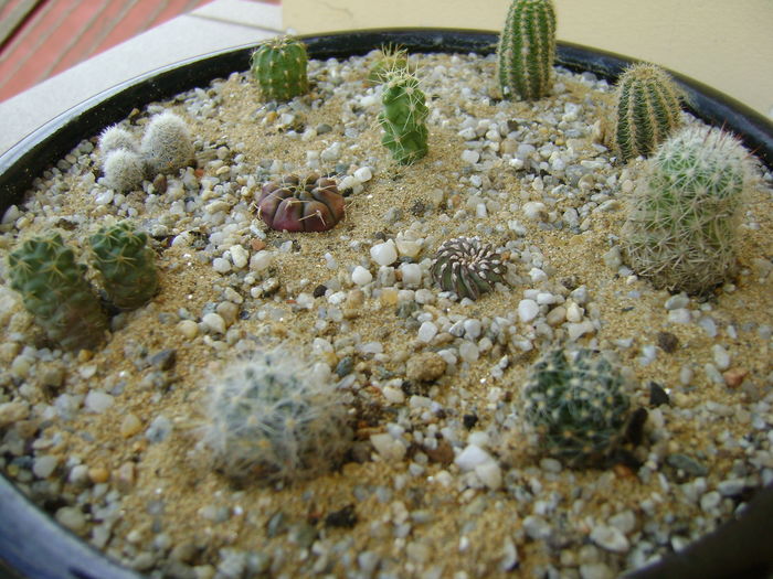 Grup de cactusi mici; Gymno. asterium v. minimum, 
Echinopsis peruviana, 
Chamaelobivia, 
Chamaecereus, 
Coryphanta, 
Echinocereus pentalophus, 
Mamm. oteroi, 
Geohintonia mexicana, 
Escobaria leei, etc
 Grup de cactusi mici; Gymno. asterium v. minimum, 
Echinopsis peruviana, 
Chamaelobivia, 
Chamaecereus, 
Coryphanta, 
Echinocereus pentalophus, 
Mamm. oteroi, 
Geohintonia mexicana, 
Escobaria leei, etc