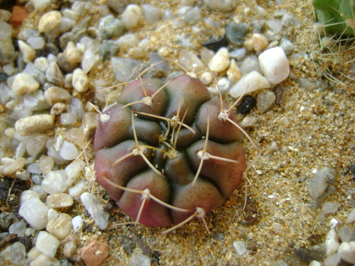 Gymnocalycium asterium v. minimum Gymnocalycium asterium v. minimum