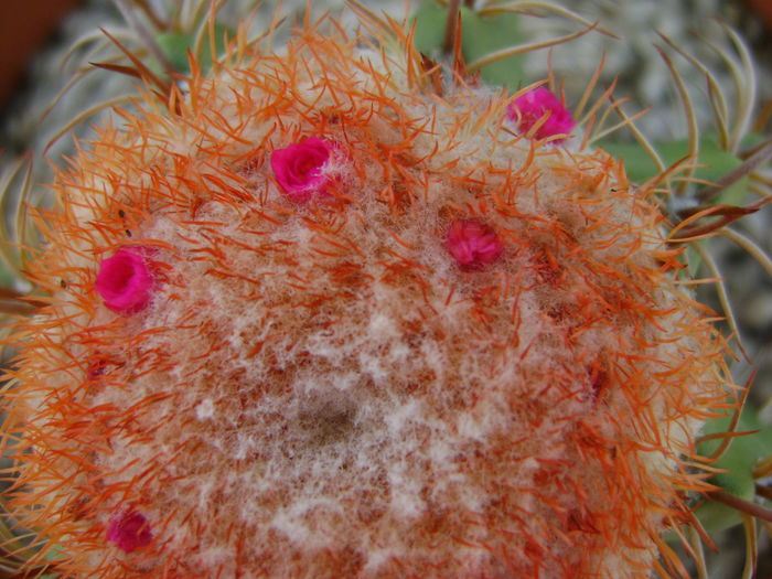 Melocactus matanzanus, flori Melocactus matanzanus, flori