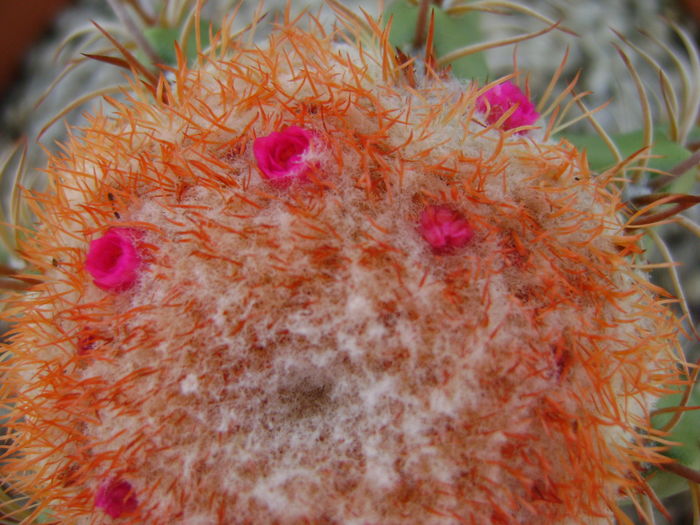 Melocactus matanzanus Melocactus matanzanus