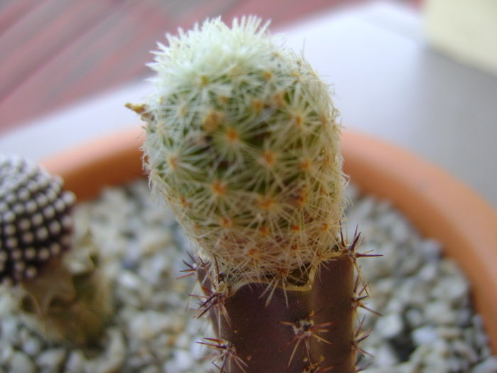 Mammillaria magalanii, altoita Mammillaria magalanii, altoita