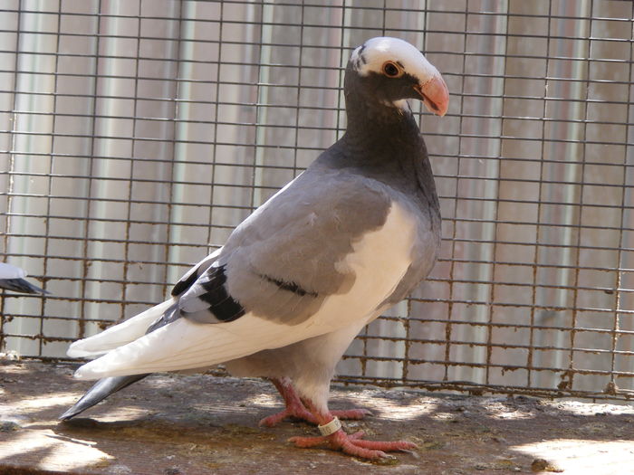 PUI 2016 vindut iun.2016