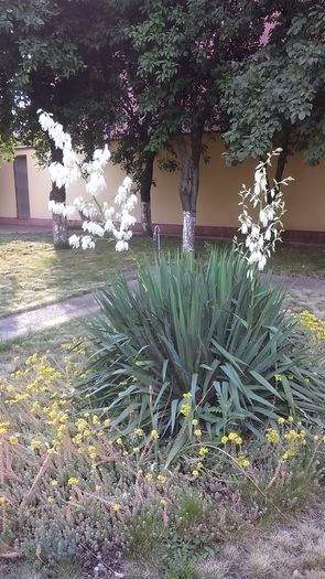 Yucca gloriosa