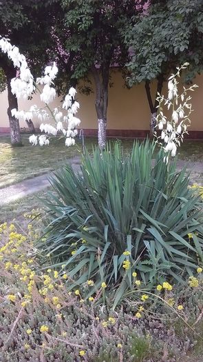 Yucca gloriosa - r Vara 2016-2017-2018-2019