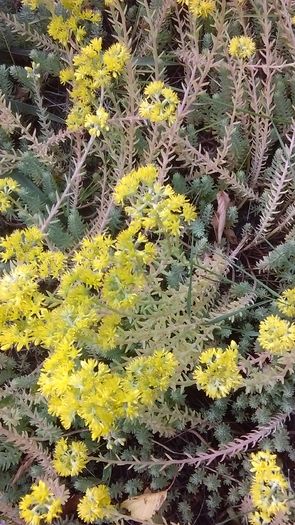 Sedum