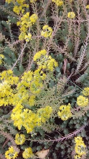 Sedum