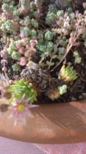 Sempervivum - r Vara 2016-2017-2018-2019