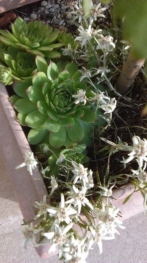 Floare de colt si suculente hardy Floare de colt si suculente hardy