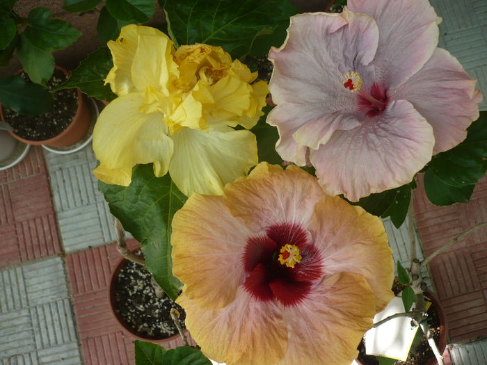 P1270727 - HIBISCUSI 2016-3