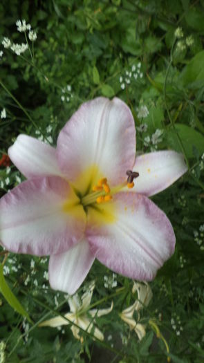 DSC05795 - iunie 2016