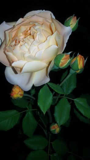 Crown Princess Margareta