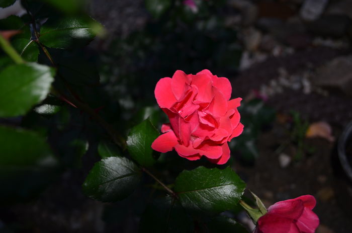DSC_0004
