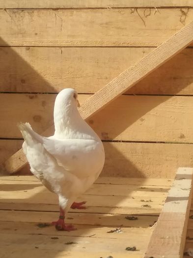 20160623_090651; voliera pui
