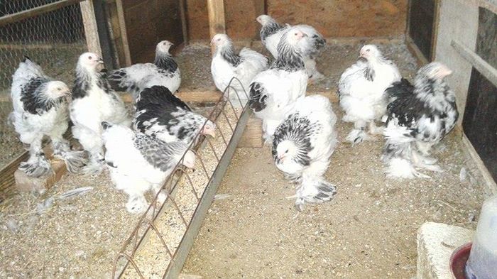 13553423_1104738716265283_537486402_n - TINERET 2016