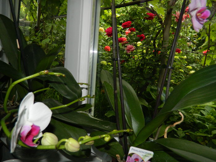 DSCN0523 - 2016 ACHIMENESI_ORHIDEE_STREPTOCARPELA