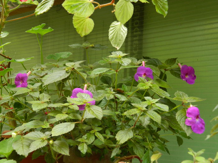 DSCN0793 - 2016 ACHIMENESI_ORHIDEE_STREPTOCARPELA