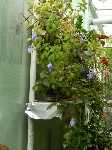 DSCN0797 - 2016 ACHIMENESI_ORHIDEE_STREPTOCARPELA