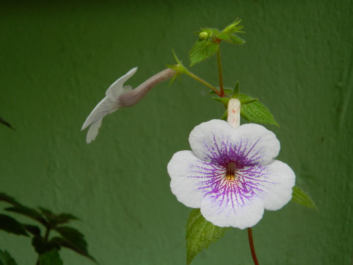 DSCN0811 - 2016 ACHIMENESI_ORHIDEE_STREPTOCARPELA