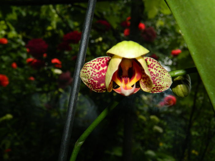 DSCN0816 - 2016 ACHIMENESI_ORHIDEE_STREPTOCARPELA