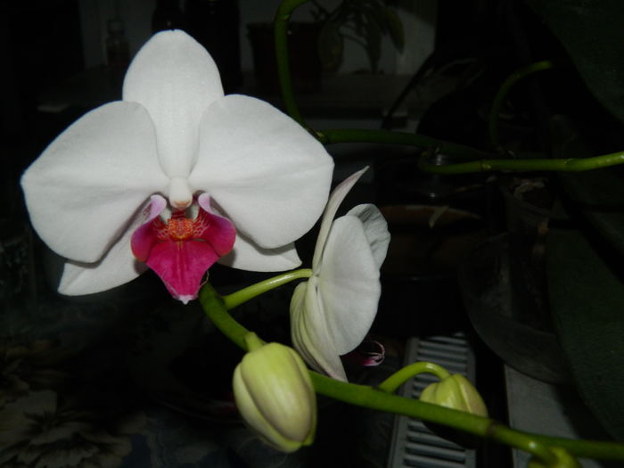 DSCN0821 - 2016 ACHIMENESI_ORHIDEE_STREPTOCARPELA