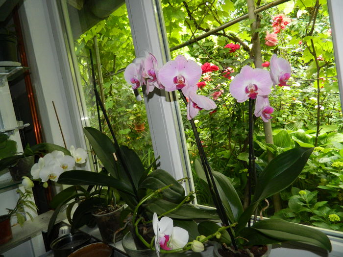 DSCN0822 - 2016 ACHIMENESI_ORHIDEE_STREPTOCARPELA