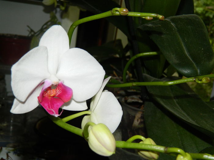 DSCN0826 - 2016 ACHIMENESI_ORHIDEE_STREPTOCARPELA