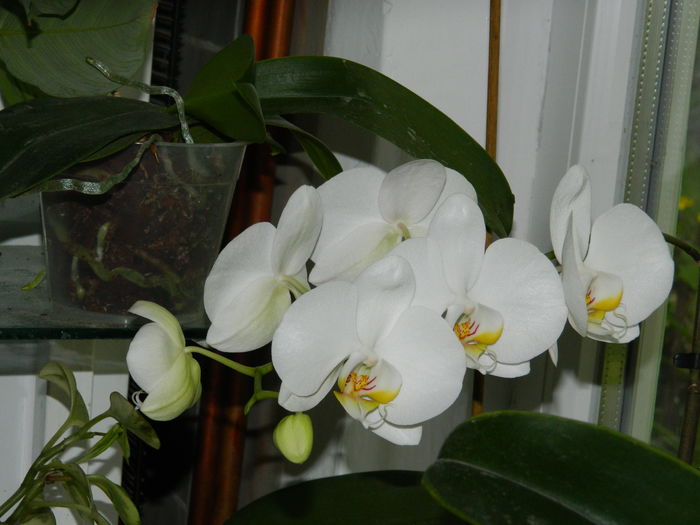DSCN0827 - 2016 ACHIMENESI_ORHIDEE_STREPTOCARPELA