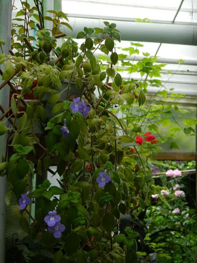 DSCN0837 - 2016 ACHIMENESI_ORHIDEE_STREPTOCARPELA