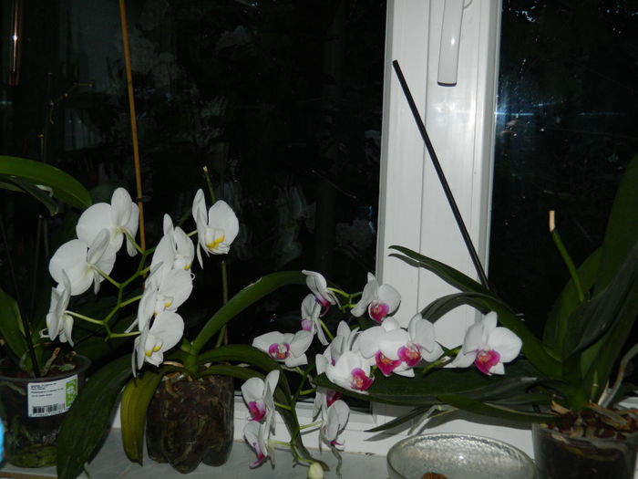 DSCN1115 - 2016 ACHIMENESI_ORHIDEE_STREPTOCARPELA