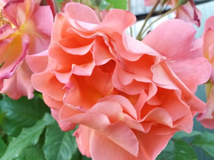 Un frumos tepos super parfumat