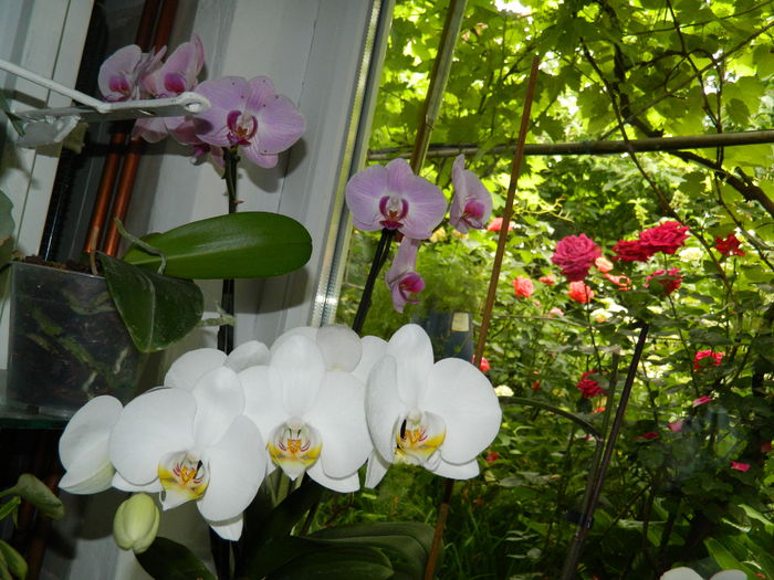 DSCN1383 - 2016 ACHIMENESI_ORHIDEE_STREPTOCARPELA