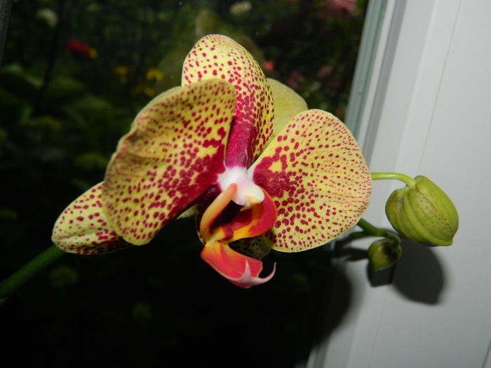 DSCN1386 - 2016 ACHIMENESI_ORHIDEE_STREPTOCARPELA