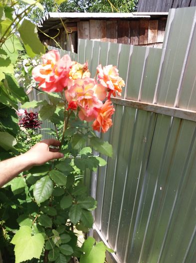 Se ia la intrecere cu viata de vie