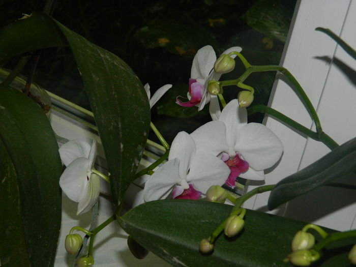DSCN2850 - 2016 ACHIMENESI_ORHIDEE_STREPTOCARPELA
